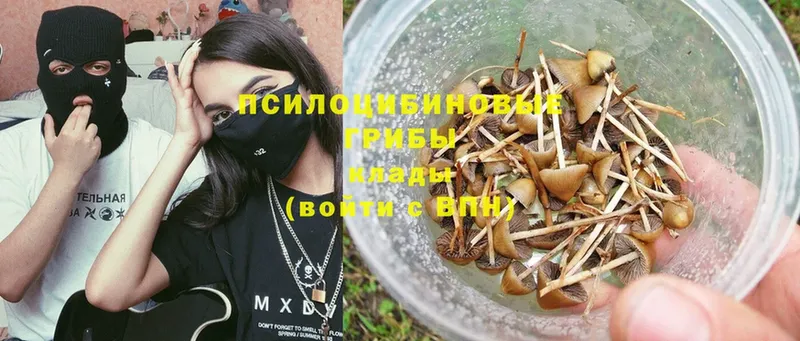 купить   blacksprut ССЫЛКА  Псилоцибиновые грибы Cubensis  Новороссийск 